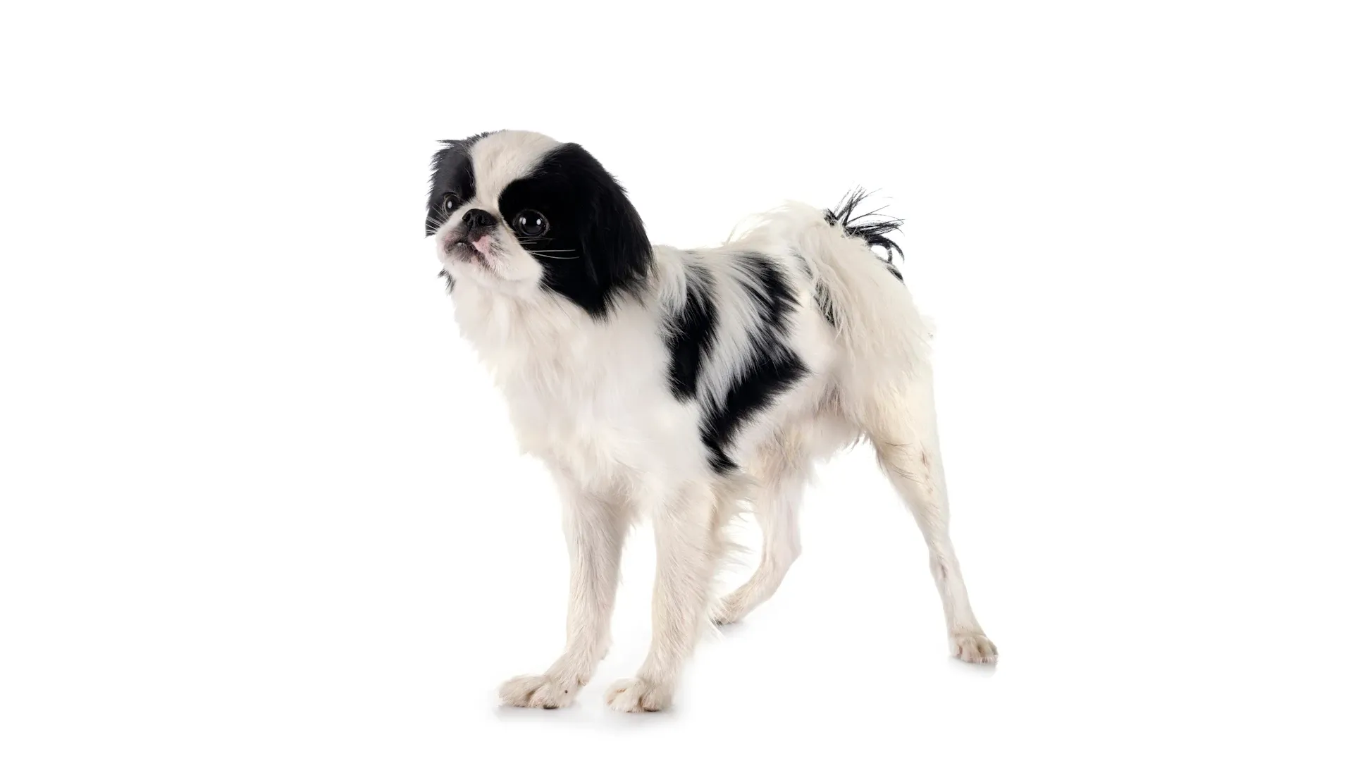 Japanese Chin